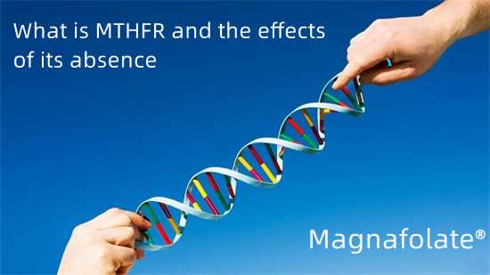 Какво е MTHFR и ефектите от липсата му