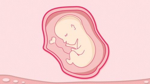 Фолатът допринася за функцията на репродуктивната система